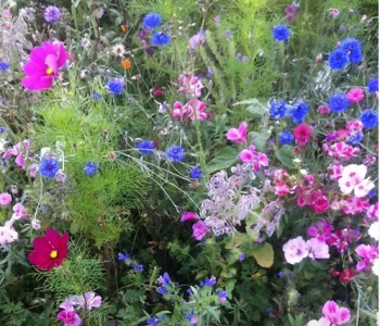 HC10 The Bees Knees Wildflower Seed Mix 100%  100g