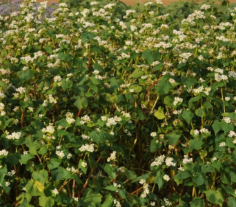 Broadshot Game Cover Mixture 10kg  