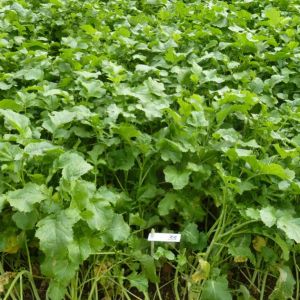 Brown Mustard 5kg