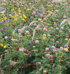 Butterfly & Bumblebee Mixture 1kg