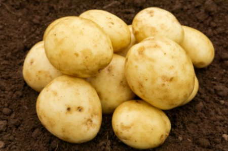 25kg Casablanca Seed Potatoes