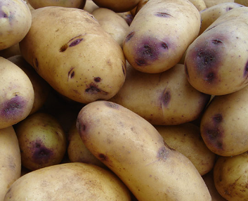 2Kg Catriona Seed Potatoes