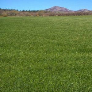 Claymore without Clover 20kg
