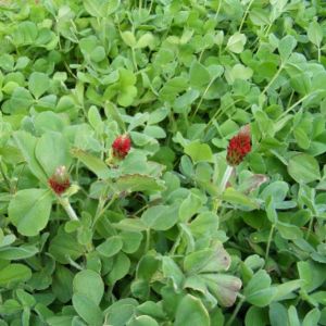 Crimson Tide 20kg
