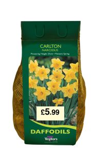 Daffodils - Carlton