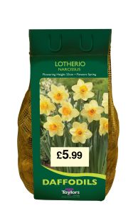 Daffodils - Lotherio