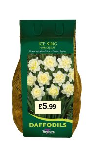 Taylors Daffodils - Ice King