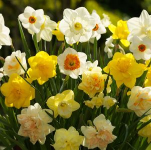 Narcissus - Mixed