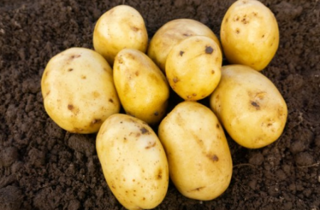 25Kg Duke Of York Seed Potatoes
