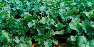 Emerald Rape 10kg
