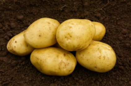 2Kg Estima Seed Potatoes