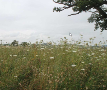 Flower Rich Margin Mix (80% grass/20% w.flowers) 10kg