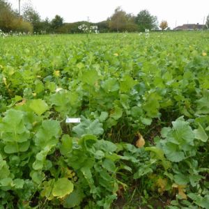 Fodder Radish 25kg