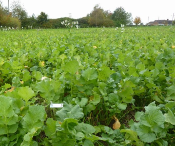 Fodder Radish 10kg