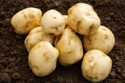 20kg Foremost Seed Potatoes