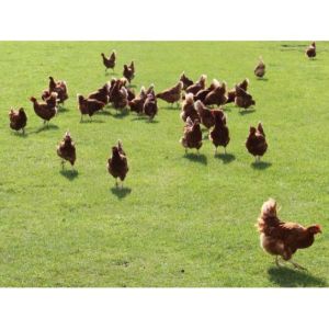 Free Range Poultry Mix 20kg