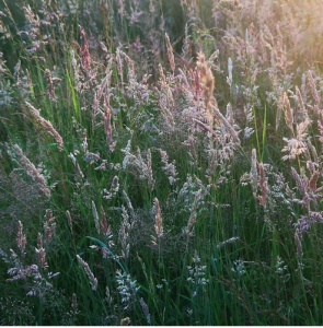 G1 Companion Grass Seed Mix 100%  1KG                             
