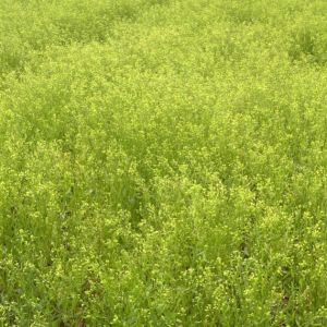 Gold of Pleasure 5kg