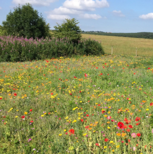 HC4 Dwarf Meadow Wildflower Seed Mix 100% (without grass) 200gms
