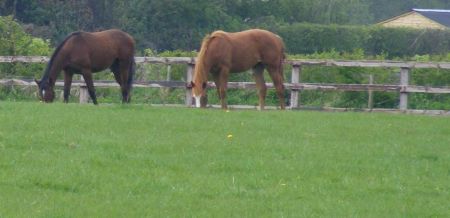 Horse Herb Grazing Mix 20kg
