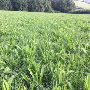 Herbal Meadow Mix - GS4 20kg
