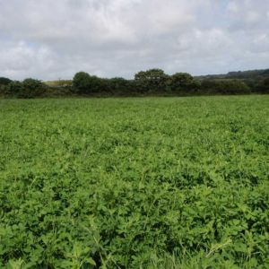 Landmark Lucerne & Grass Mix 20kg
