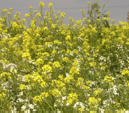 Late Cover Mixture 10kg