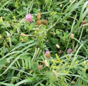 BGM6 Margin Mix - (85% Grass/15%  Wild Flowers) 20kg