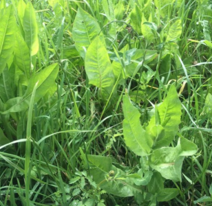 SFI Herbal Legume Overseeding Mix 20Kg