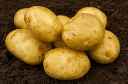 20kg Marfona Seed Potatoes