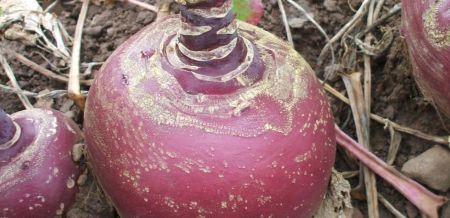 Marian Swede Natural Seed 1kg