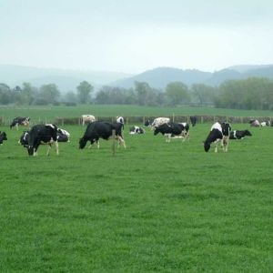 Megabite with Clover 20kg