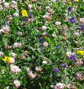 Legume Fallow 2 Year Mix without Grass 20kg AB15