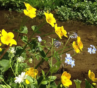 P2 Water Margins Wildflower Seed Mix 100% (without grass) 1kg