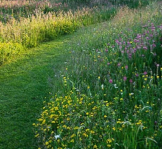 P9 Heavy Soils Wildflower Seed Mix (without grass) 1kg