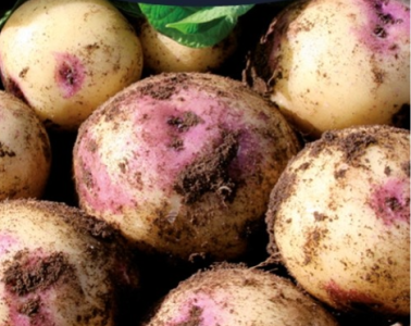 20Kg Purple Eyed Seedling Seed Potatoes