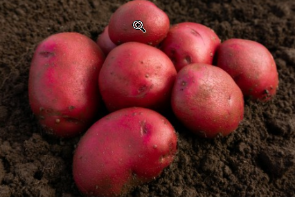 25kg Red Duke Of York Seed Potatoes
