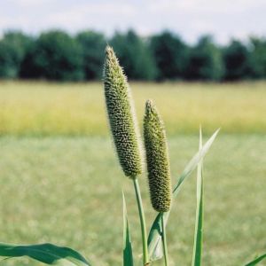 Reed Canary Grass 2.5kg