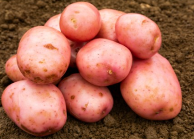 2Kg Sarpo Mira Seed Potatoes