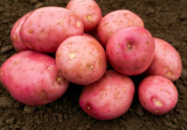 2Kg Setanta Seed Potatoes