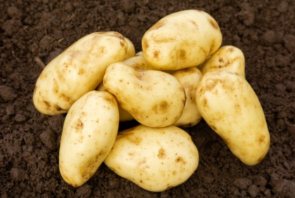 2Kg Sharpes Express Seed Potatoes