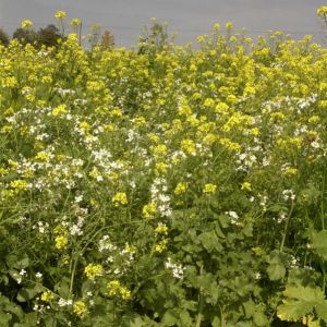 Species Rich Grass with 15% Wildflowers 5kg