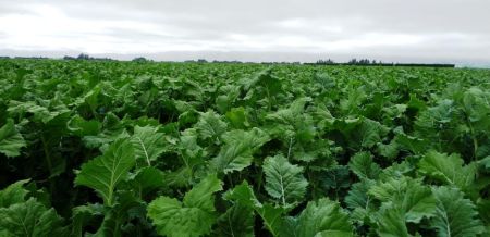 Spitfire Hybrid Rape 25kg