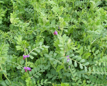 SPRING VETCHES (TARES) 25KG