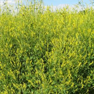 Sweet Clover 2kg