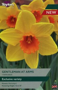 Daffodils - Gentleman At Arms