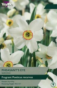 Daffodils - Pheasnt Eye