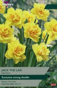 Taylors Daffodils Jack The Lad