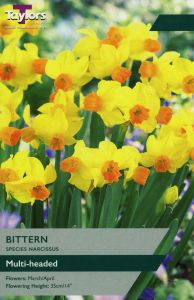 Narcissi - Bittern