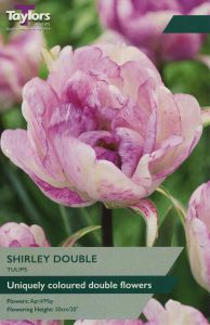 Tulips - Shirley Doubles